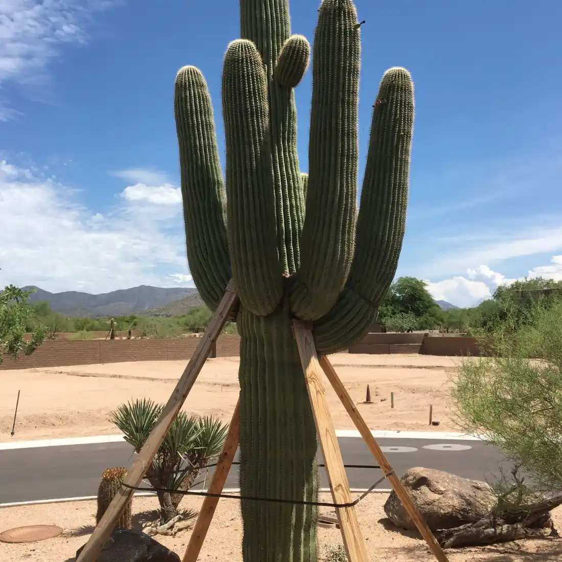 Cave Creek AZ