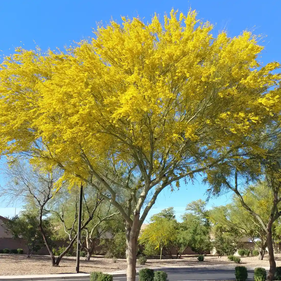 Tempe AZ