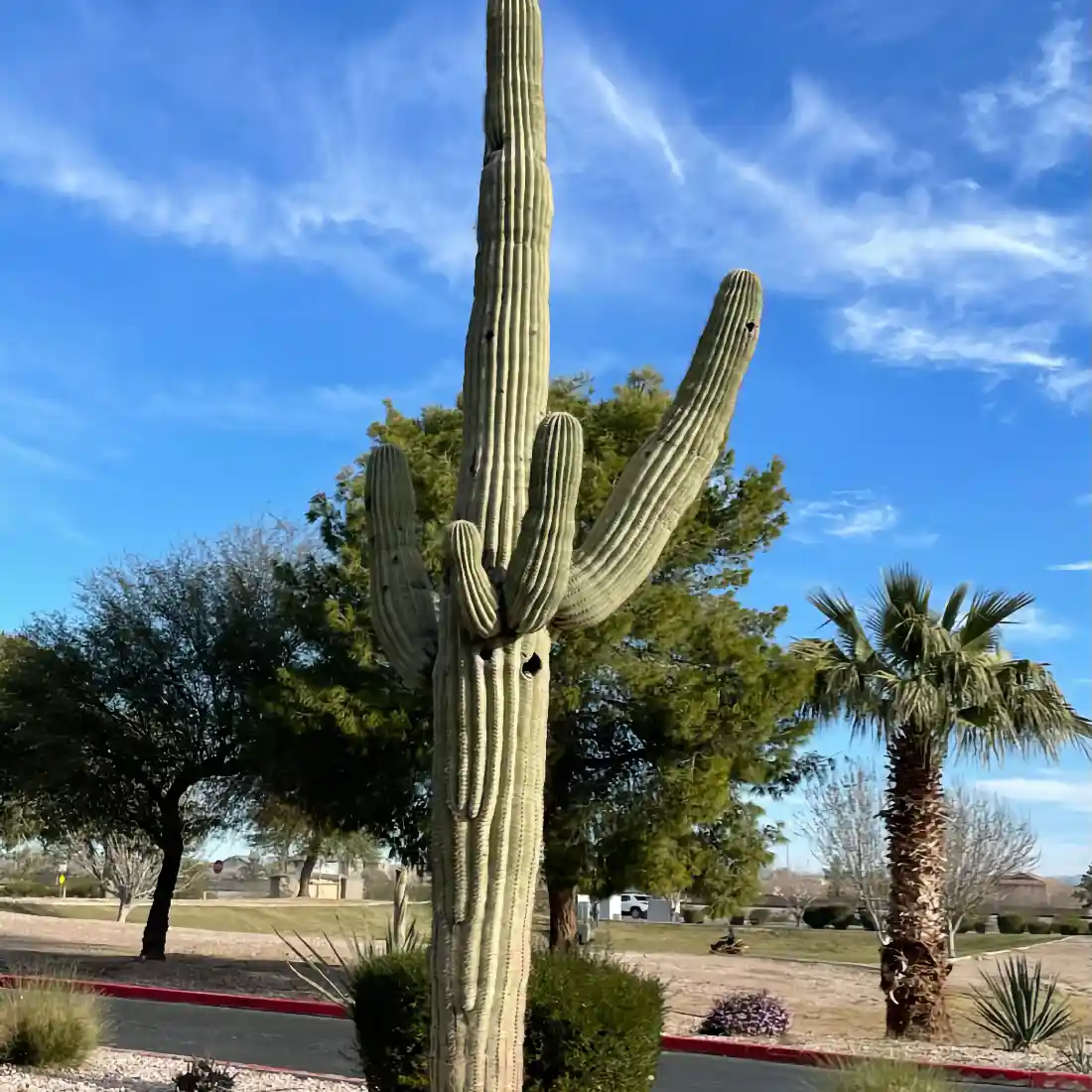 San Tan Valley AZ